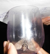 Giant moth in Caleta Lobos.