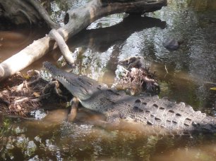 Sleepy Croc
