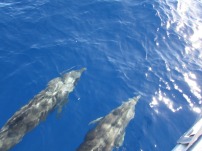 Our friends - finally visited by dolphins in the open ocean
