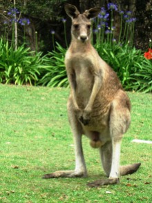 Just another day on the golf course for Mr. Kangaroo
