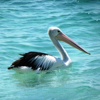 Pretty pelicans everwhere